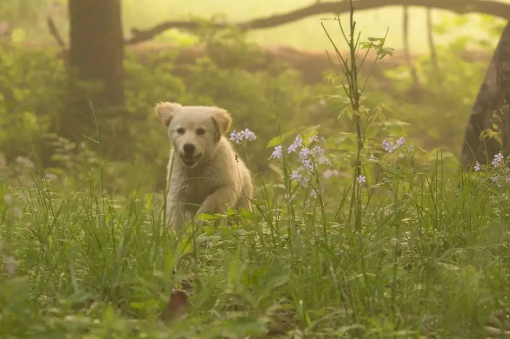 Golden Retriever with flowers