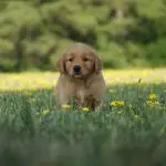 Dark Golden Retriever Puppy in the buttercups