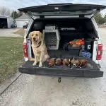 Golden Retriever with pheasants