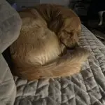 Bird Dog