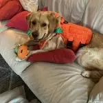 Bird Dog