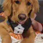 Garth Golden Retriever