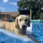 Sophie Golden Retriever Puppy in the pool