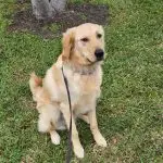 Cooper Golden Retriever dog