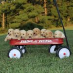 Golden Retriever Litter in a wagon