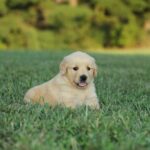 Ollie