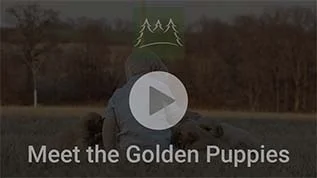 Meet pinehill golden retriever puppies