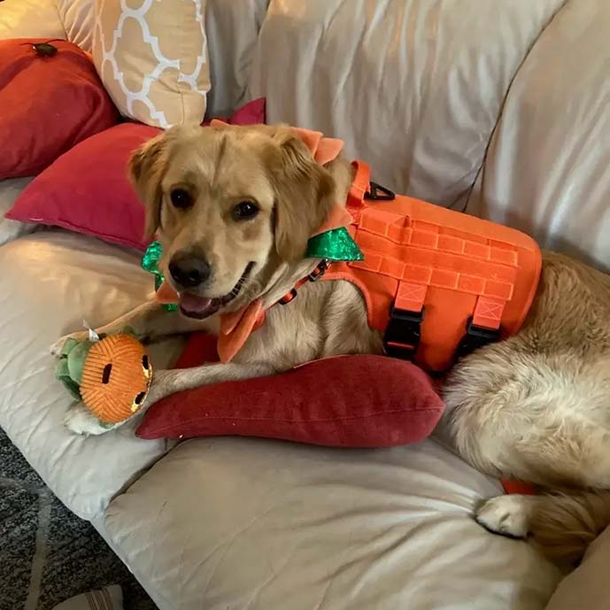 Bird dog sold to eliot 4